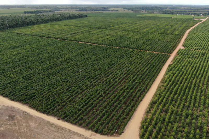 Talhões de café cortados por uma estrada de terra, em São Mateus.